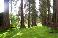 Allée de sequoias - Royal botanic garden