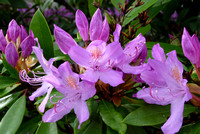 Rhododendrons