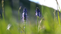 Raiponce à feuille de betoine - Queyras